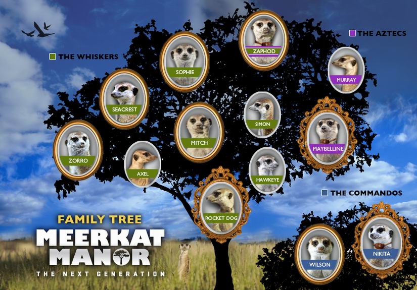 meerkat-manor-family.jpg